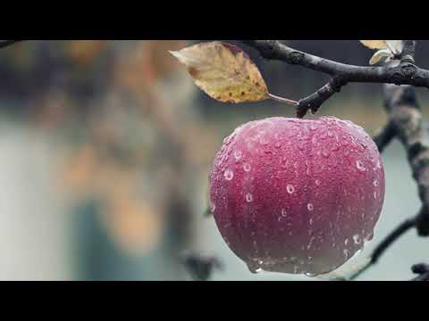 Видео: Исрапил Ишталбагомаев Пусть не придется