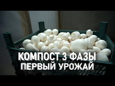 Видео: Компост 3й фазы | Выращивание шампиньонов |  Первый урожай