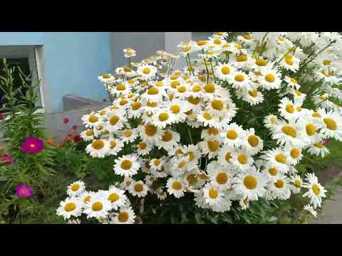 Видео: Жизнь продолжается. Дела делаются. 