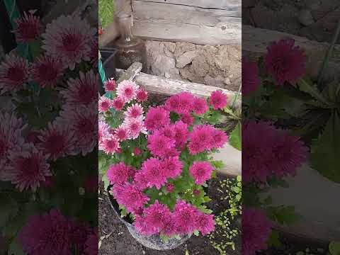 Видео: 14 октября, обзор.