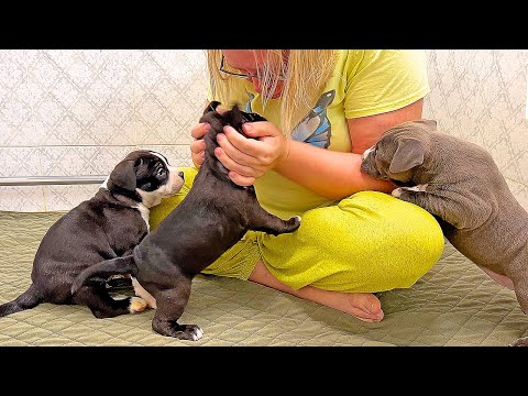 Видео: Реакция щенков на незнакомого человека!  Мы купили за 100 тыс.рублей, то о чём мечтали 5 лет