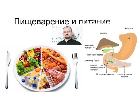 Видео: Пищеварение и питание