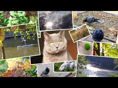 Видео: Мой АСМР 16-18 сентября, шум города, пение птиц, 🥰🐱🌿🐦🐦🌊