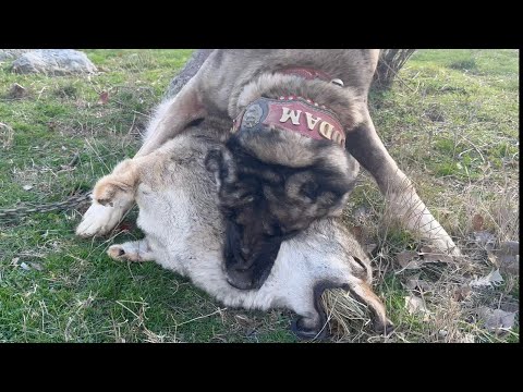 Видео: ОВЧАРКА С ВОЛКОМ ТЕСТ