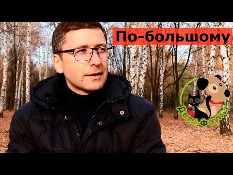 Видео: Как часто кошка должна ходить по большому?