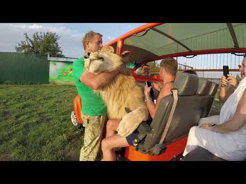 Видео: Чудесная прогулка по Сафари, фотосессия со львами Герда - звезда Тайган