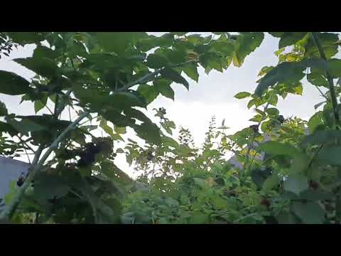 Видео: Черная малина Кумберленд - вкусная, урожайная и неприхотливая