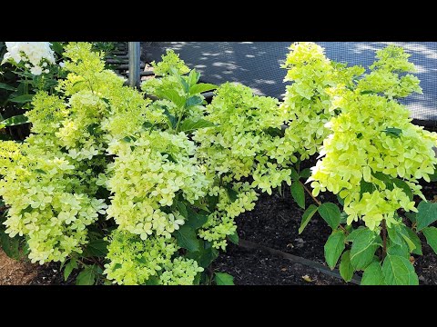 Видео: Метельчатые гортензии, выращенные из семян.