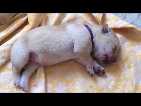 Видео: Щенки лабрадора первые дни жизни