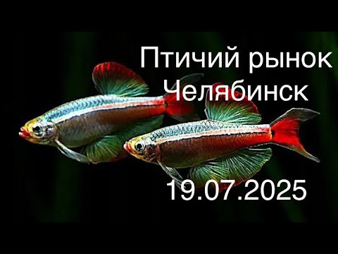 Видео: Птичий рынок Челябинска, 19.07.2025 наконец выбрался в субботу