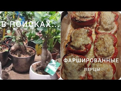 Видео: Готовлю фаршированные перцы в духовке. Планируем пересадку дерева бонсай.