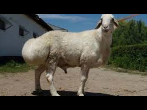 Видео: 420 бас / Таза ГИССАР / Келес ауданы / Бозай ауылы / 75 000₸ / +7 702 927 4868