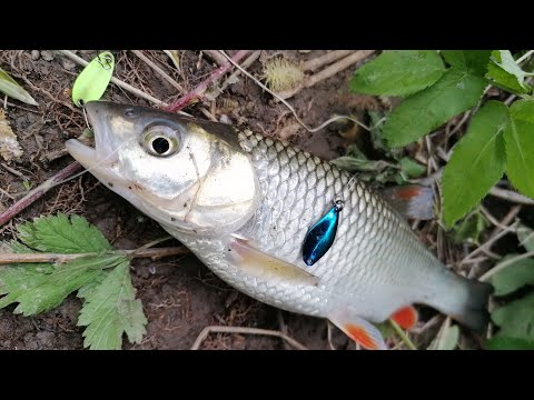 Видео: Самая легкая голавлиная блесна. Разлавливаю новые колебалки