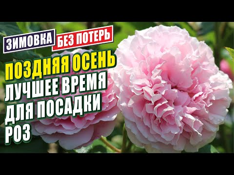 Видео: ПОСАДКА РОЗ ОСЕНЬЮ. ОСОБЕННОСТИ ПОСАДКИ РОЗ.