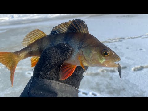 Видео: Первый лед в Ярославской области 2022-2023. Ловля окуня на малой реке на блесну со льда.