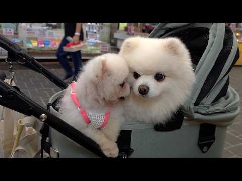 Видео: Мама и щенок? Посмотрите, что произошло на рынке!
