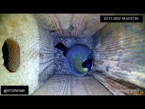 Видео: Как синица укрывается одеялом, которое всегда с собой