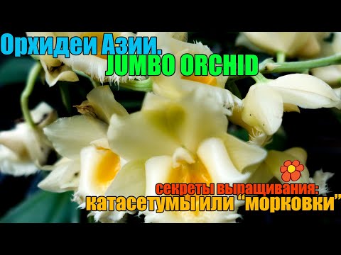 Видео: Все о любимых катасетумах - впервые!