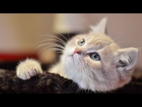 Видео: Глубокая успокаивающая музыка для беспокойных кошек, находящихся в состоянии стресса! ☔Колыбельная