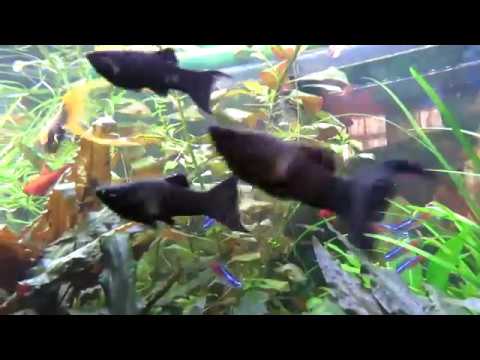 Видео: Население моего аквариума. Сколько рыб держать в одном аквариуме?