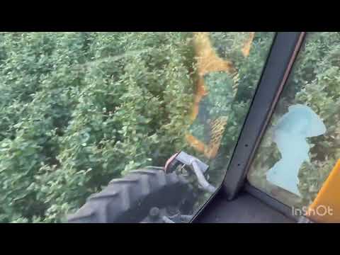 Видео: СОВКА БАВОВНИКОВА👀!!!