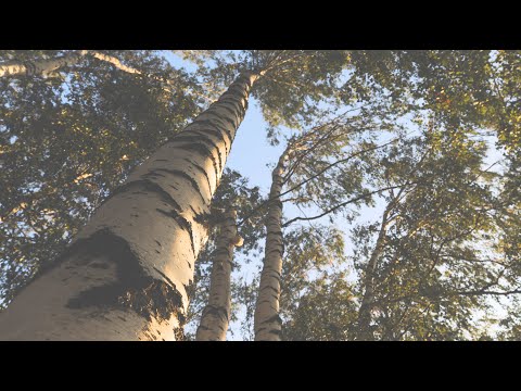 Видео: Сельский вайб