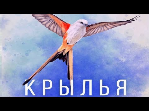 Видео: Настольная игра "Крылья". Правила + Let's Play.