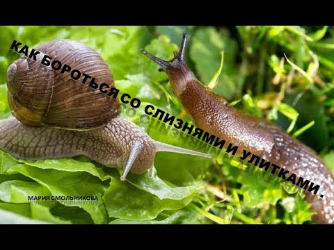 Видео: Как бороться со слизнями и улитками ???