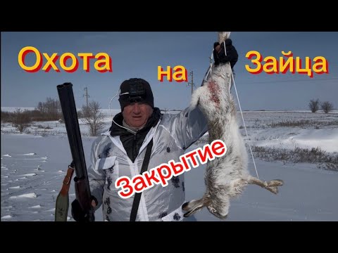 Видео: Охота на зайца/ружьё беттинсоли/закрытие/дробь1и0