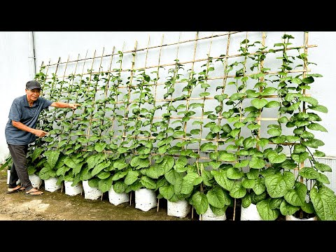 Видео: Никакого большого сада, никакой тяжелой работы — самый простой способ выращивать овощи для новичков!