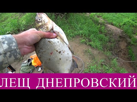 Видео: Рыбалка на Днепре,Боровая.Лещ радует поклевками 2021
