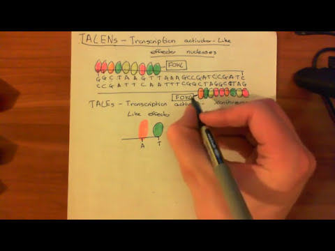 Видео: Эффекторные нуклеазы, подобные активаторам транскрипции (TALEN)