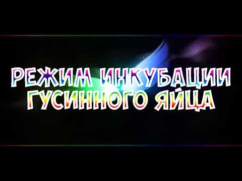 Видео: Лучший метод! Режим инкубации гусиных яиц/жизнь в деревне