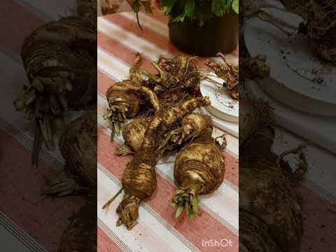 Видео: Выкопали пастернак! Чуть вилы не сломали./  Dug up parsnipsь, almost broke the pitchfork.