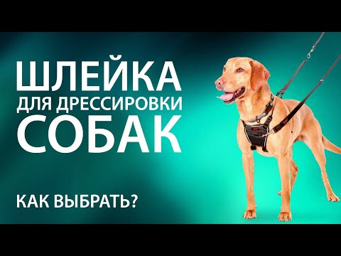 Видео: Шлейка для собак. Как выбрать? Для дрессировки и ездового спорта