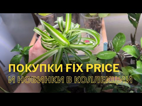 Видео: Покупки в Fix Price для растений и новинки в коллекции.