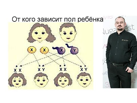 Видео: От кого зависит пол ребенка?