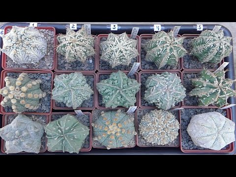 Видео: Культивары Астрофитумов | Видеокаталог №1