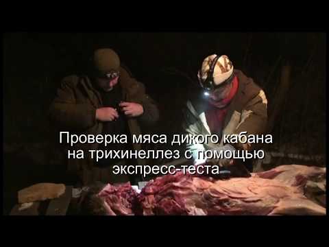Видео: Экспресс-тест на трихинеллез мяса дикого кабана