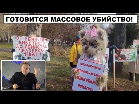 Видео: БЕЗДОМНЫМ СОБАКАМ ГОТОВЯТ МАССОВУЮ ЭВТАНАЗИЮ!