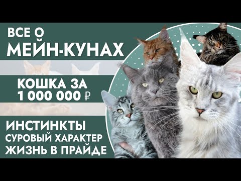 Видео: Все о мейн-кунах / Кошка за 1 000 000 / Сколько стоят котята / Грозный взгляд – добрый характер