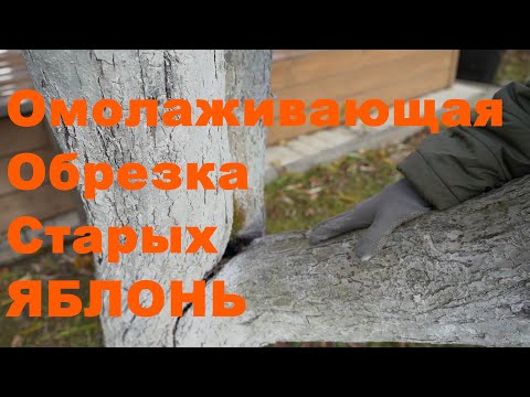 Видео: Омолаживающая обрезка старых яблонь