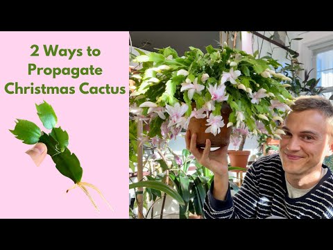 Видео: Рождественский кактус: как вырастить больше (размножение) 2 способа