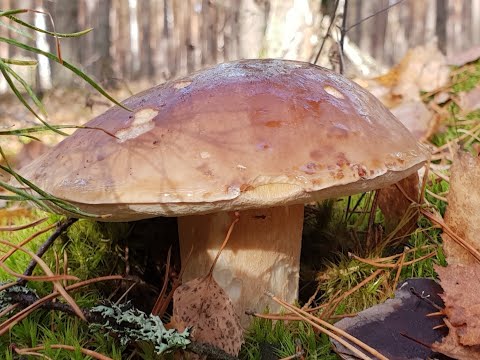 Видео: Супер находка ! Как растут Белые грибы и польские грибы  в конце октября 2018 года в южном  бору !