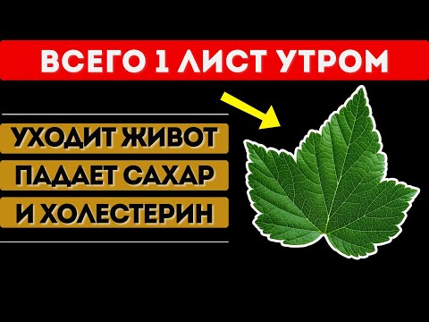 Видео: ВСЕГО 1 ЛИСТ УТРОМ! Снижает давление, сахар и чистит сосуды