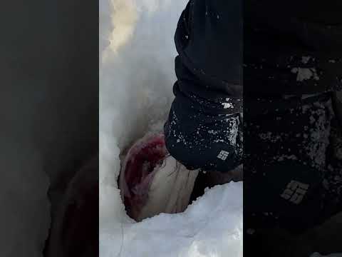 Видео: Мой рекордный трофей !!! Щука 12,400😁