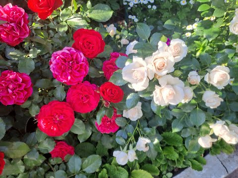 Видео: Много прекрасных роз и их компаньоны