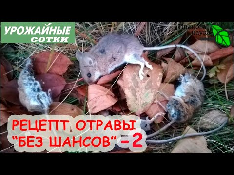 Видео: ИЗГНАНИЕ МЫШЕЙ и КРЫС! САМАЯ ПРОСТАЯ и ДОСТУПНАЯ ПРИМАНКА. БЕЗОПАСНО для птиц, кошек и собак.