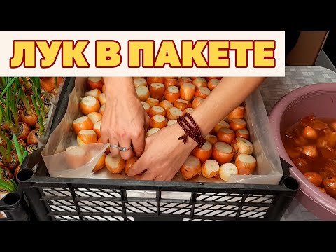 Видео: ЛУК НА ЗЕЛЕНОЕ ПЕРО ДВА СПОСОБА ВЫГОНКИ БЕЗ ЗЕМЛИ