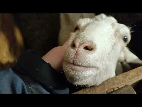 Видео: роды козы Бэллы! Я такого не ожидала! 15.02.2024 г.